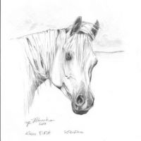 Euma, arabian mare, 21x30 cm, based on the photo made by Ewa Imielska-Hebda